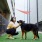 woman petting dog in gated dog park
